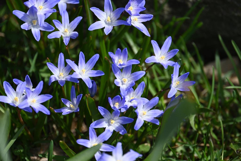 2025-04046219 Tower Hill Botanic Garden, MA.JPG - Glory of the Snow. New England Botanic Garden at Tower Hill, MA, 4-4-2025